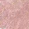 رنگ