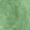 رنگ